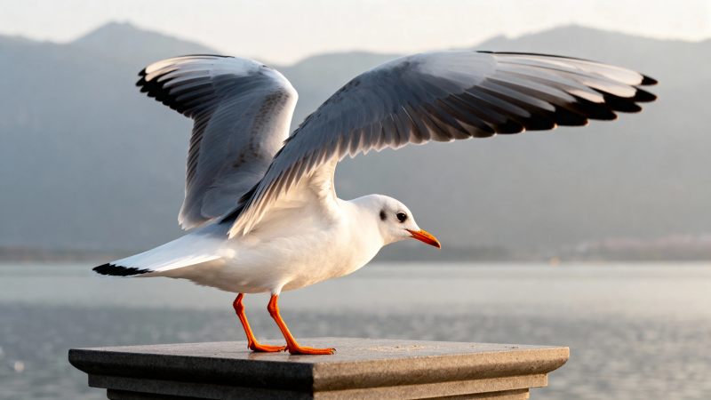 海鸥展翅立石上图片