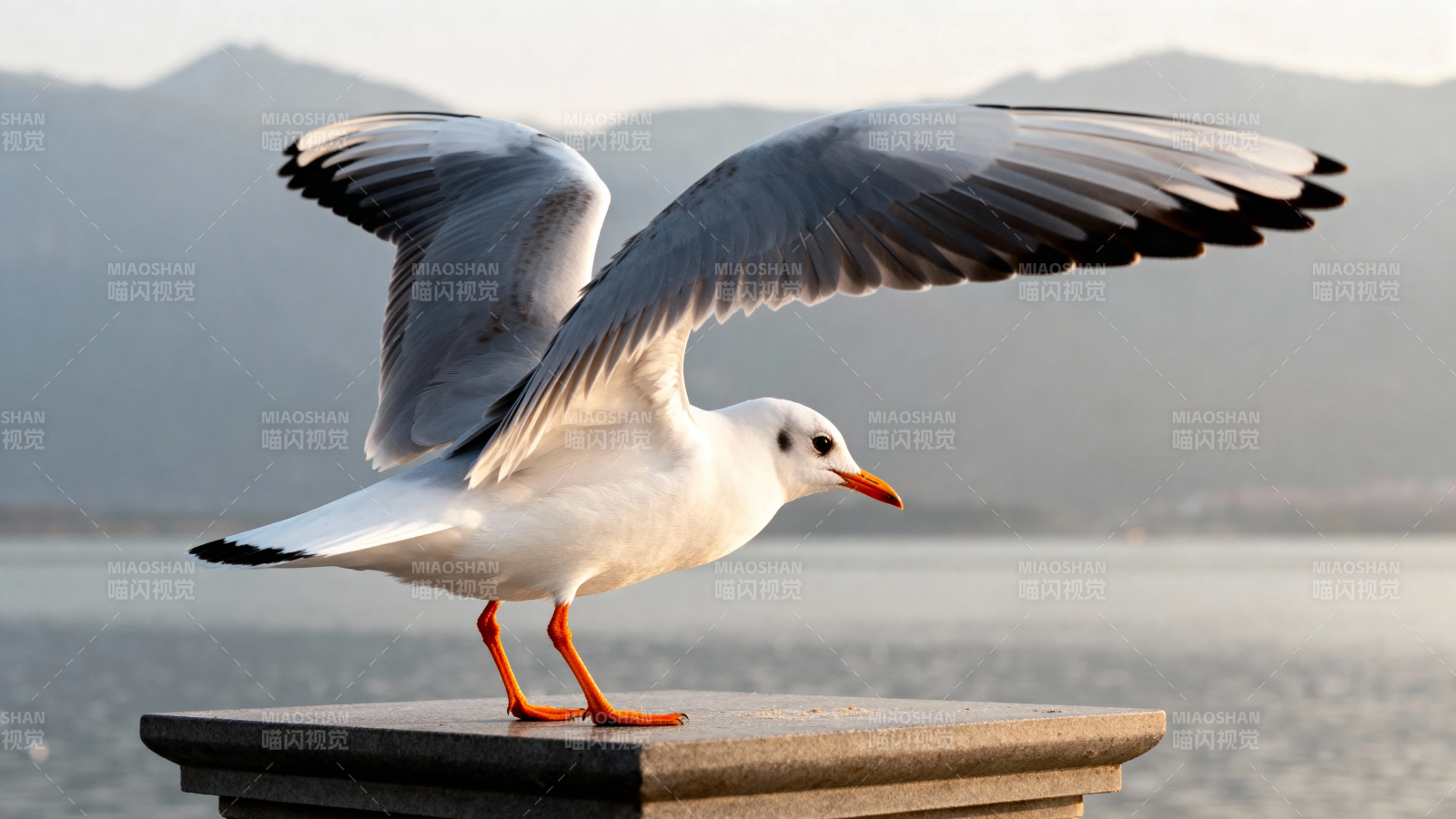 海鸥展翅立石上图片