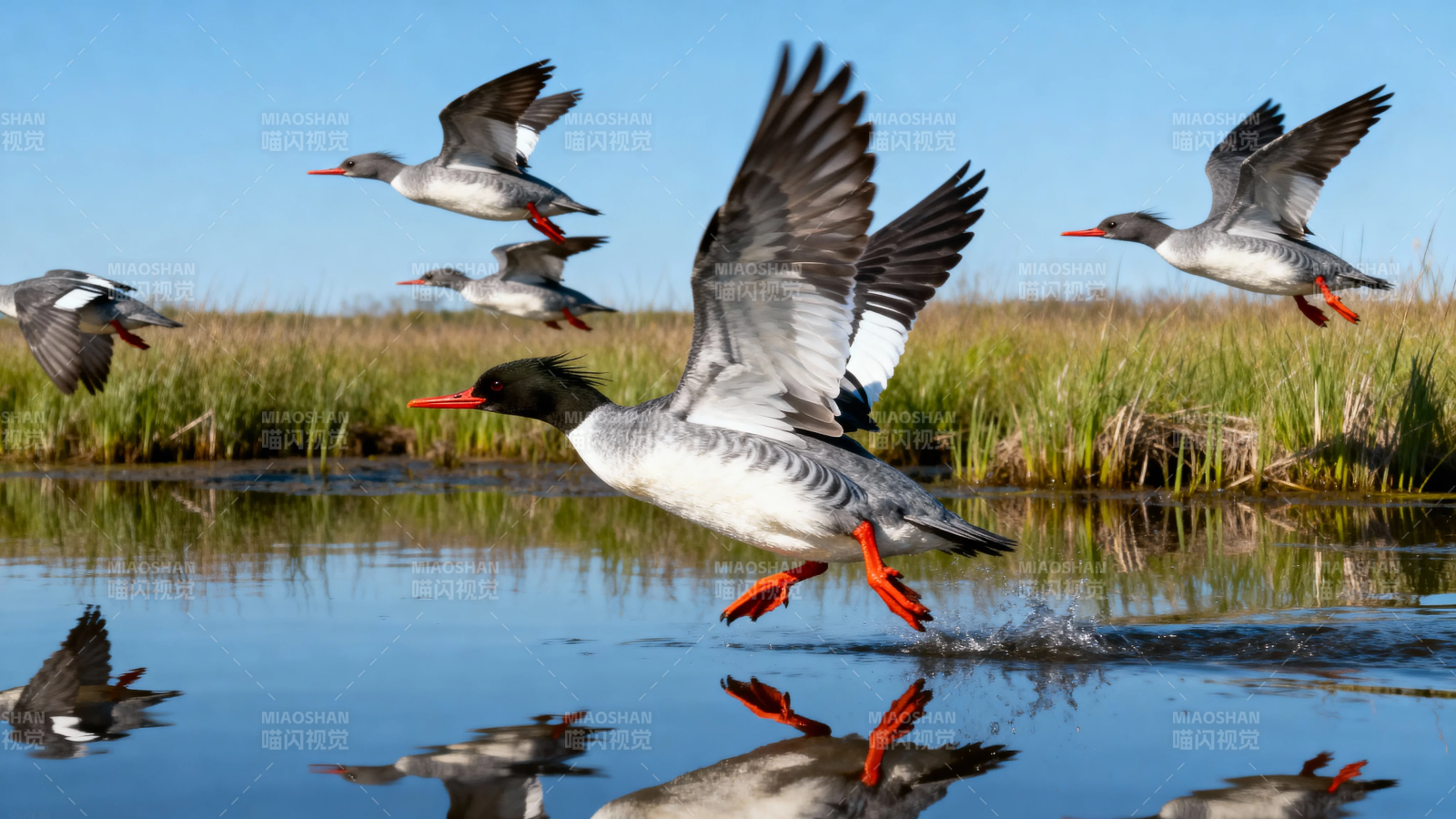 红脚鸭群飞掠湿地水面图片