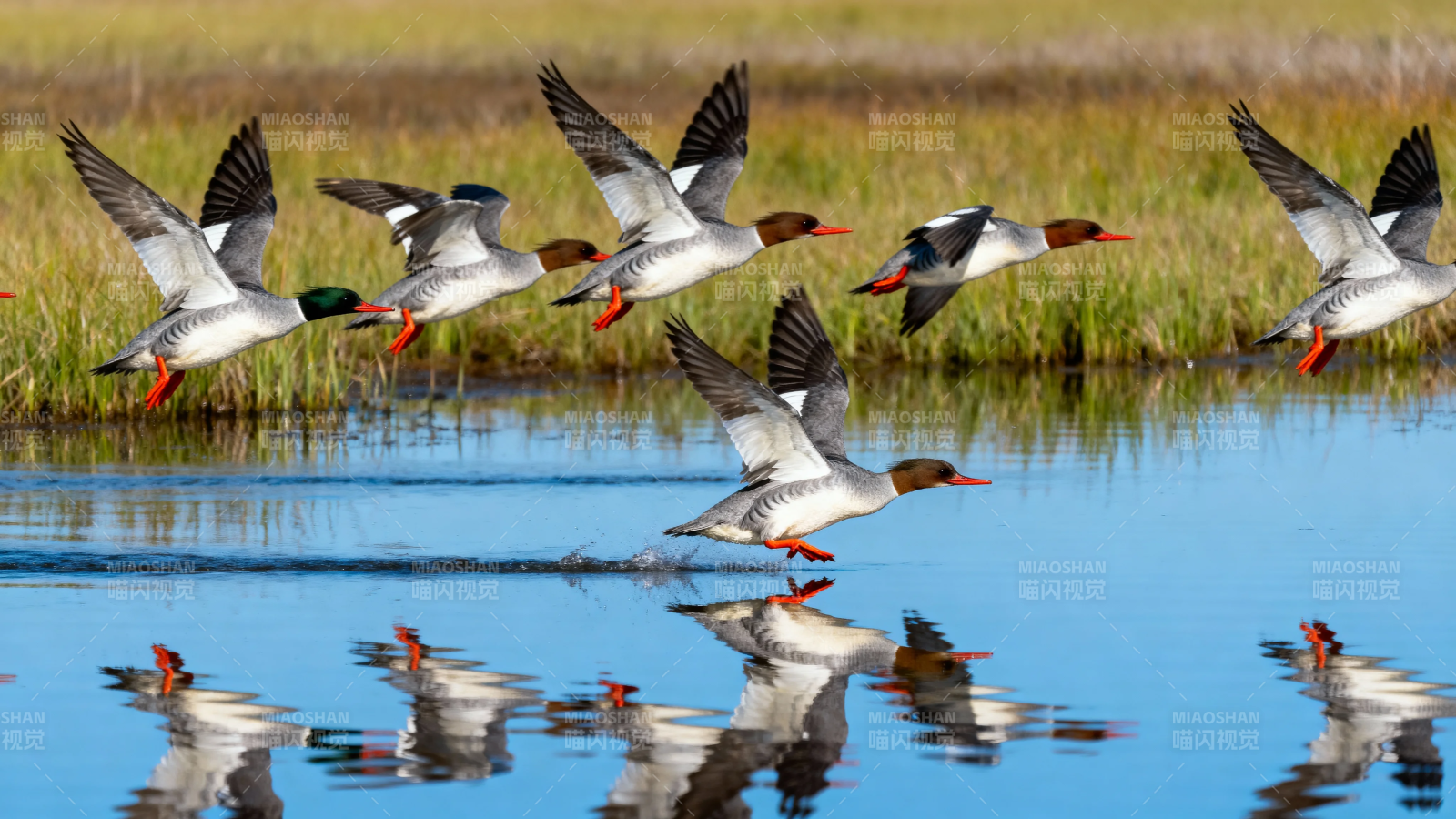 雁群掠水 倒影成双图片