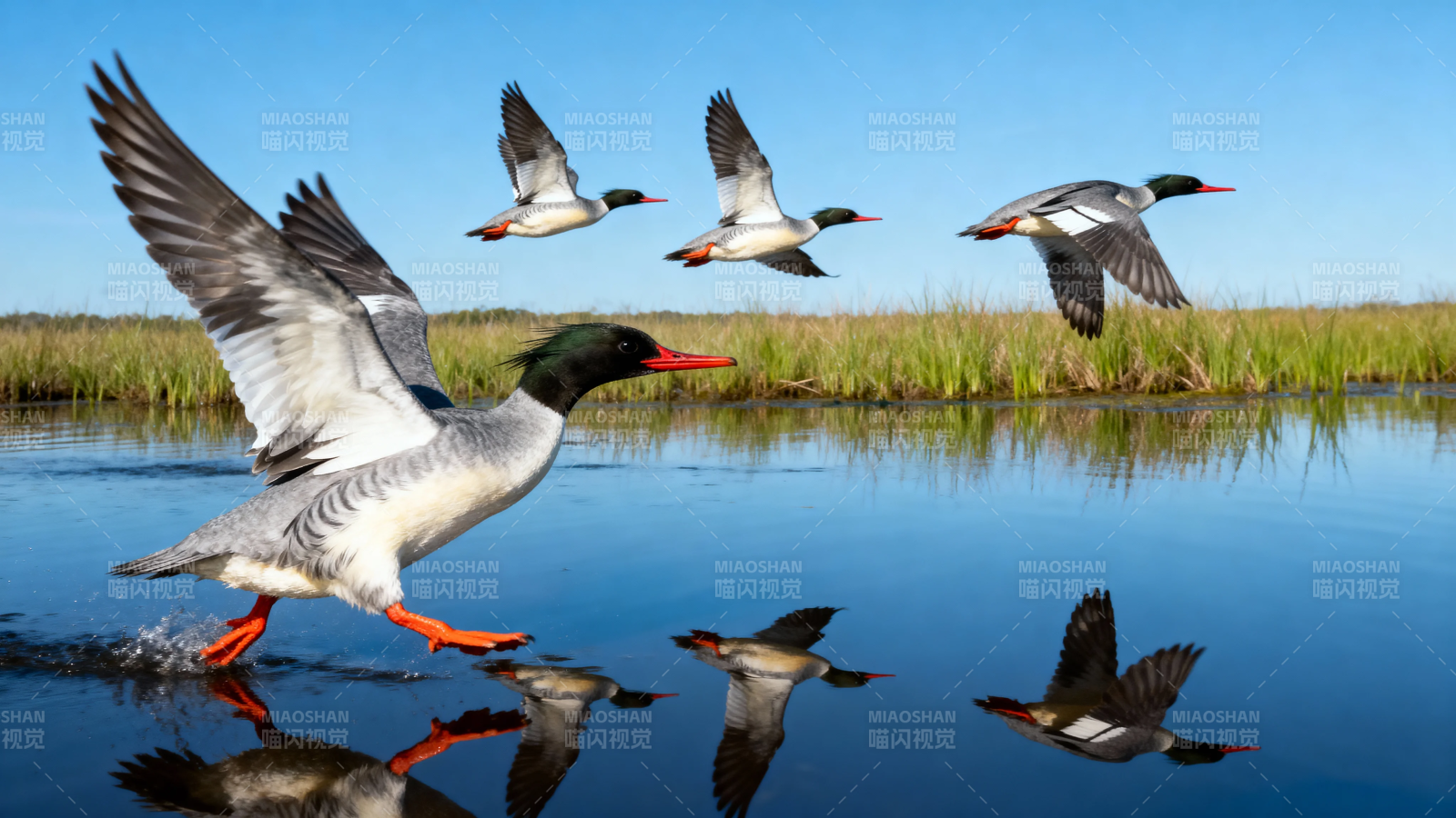 秋雁掠水 倒影成双图片