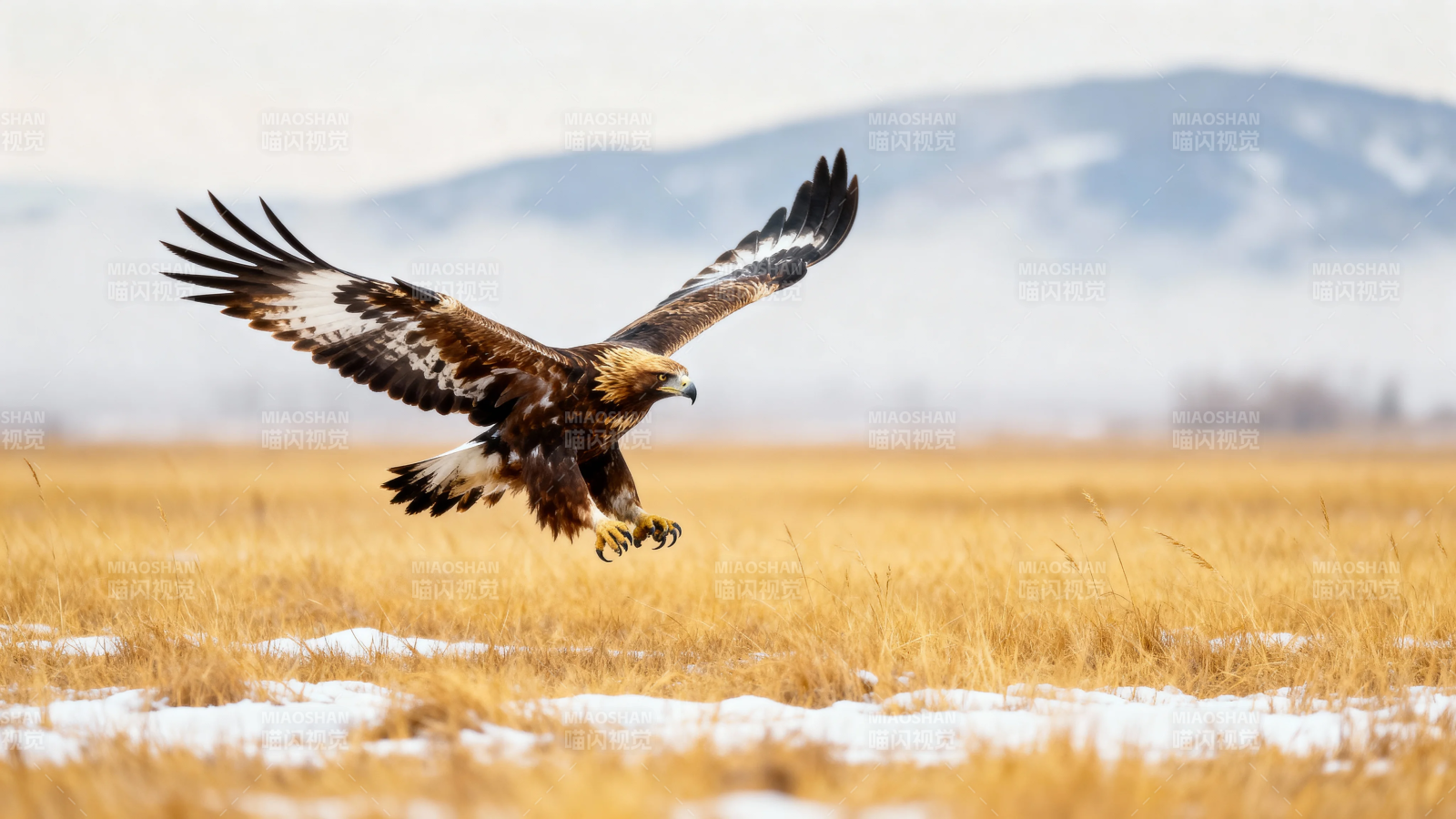 金雕展翅掠雪原图片
