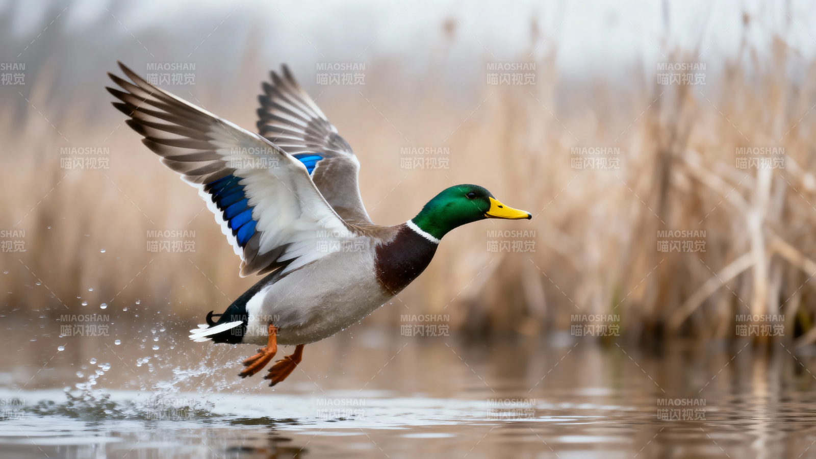 绿头鸭振翅掠水飞图片