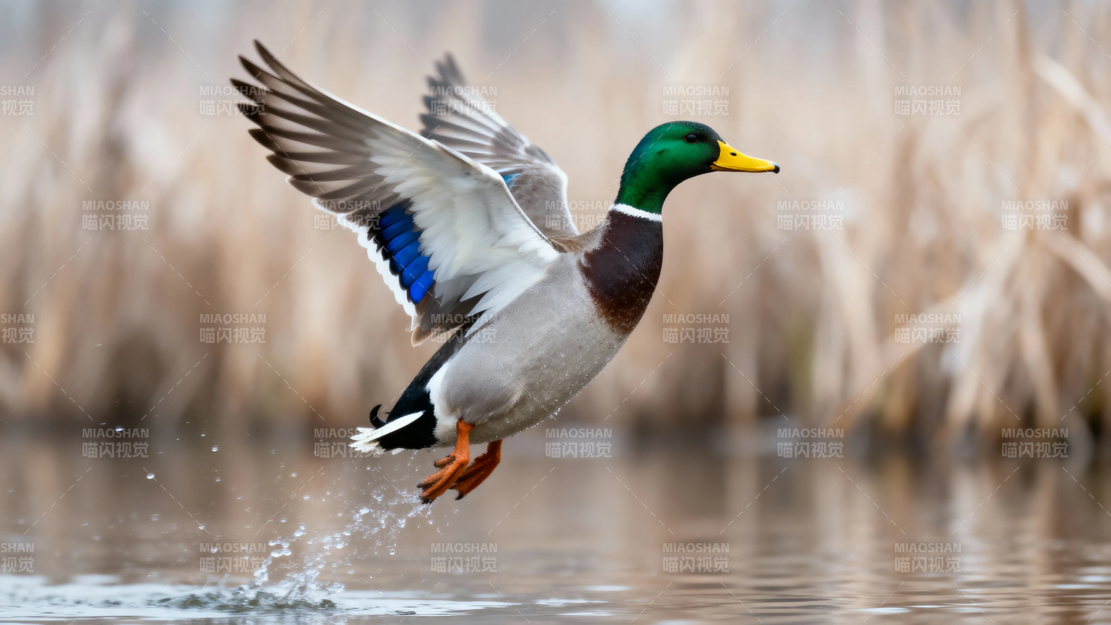 绿头鸭振翅掠水飞图片