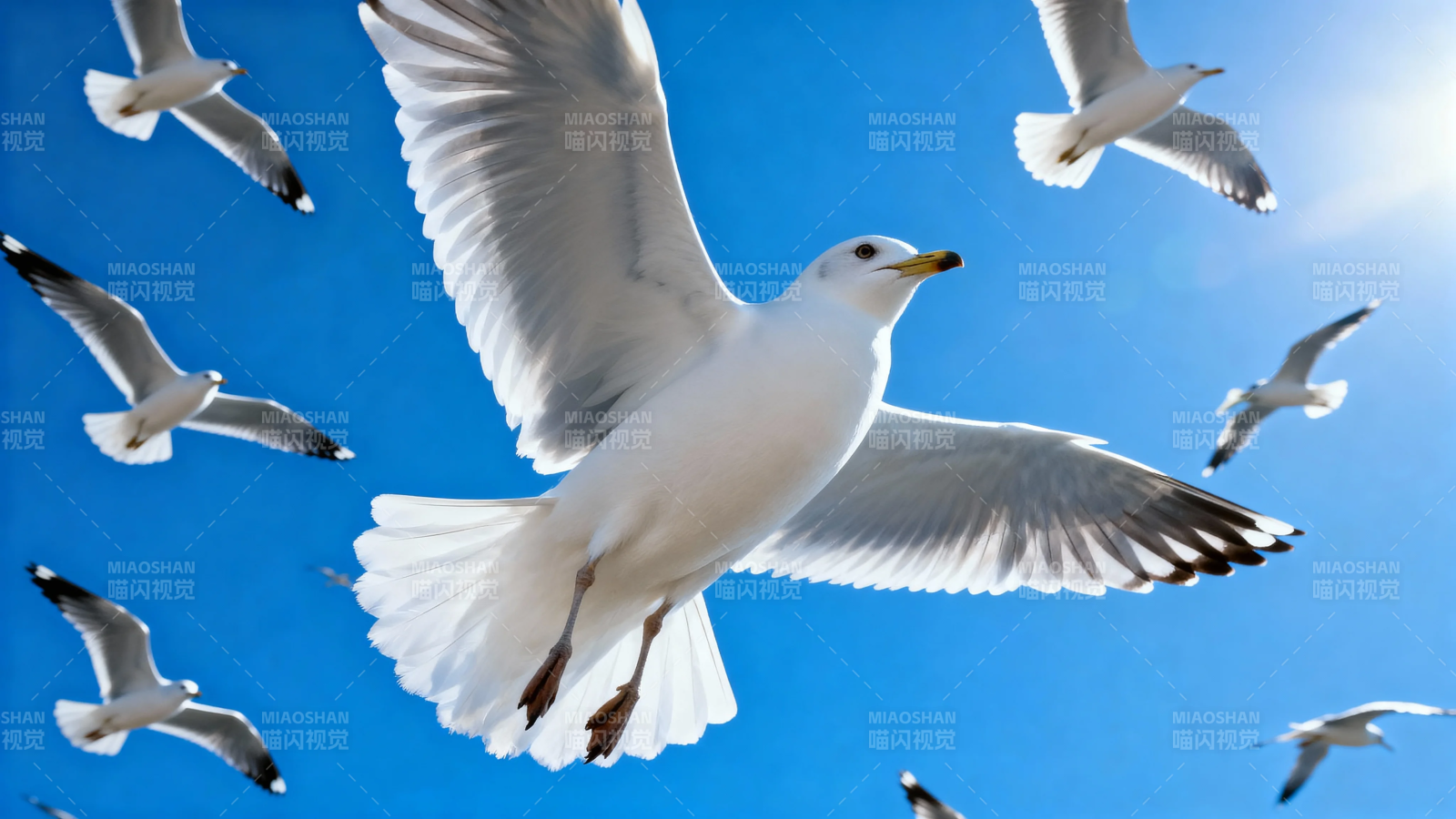 海鸥翱翔蓝天图片