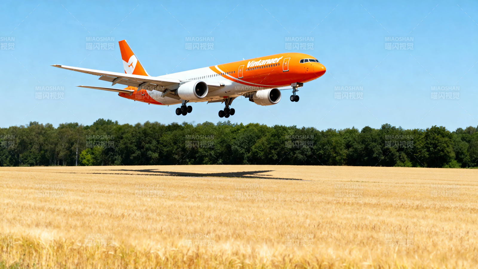 橙白客机低空掠麦田图片