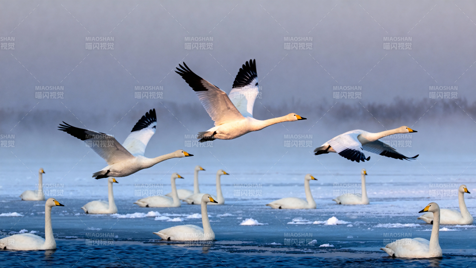 天鹅群飞掠冰湖图片