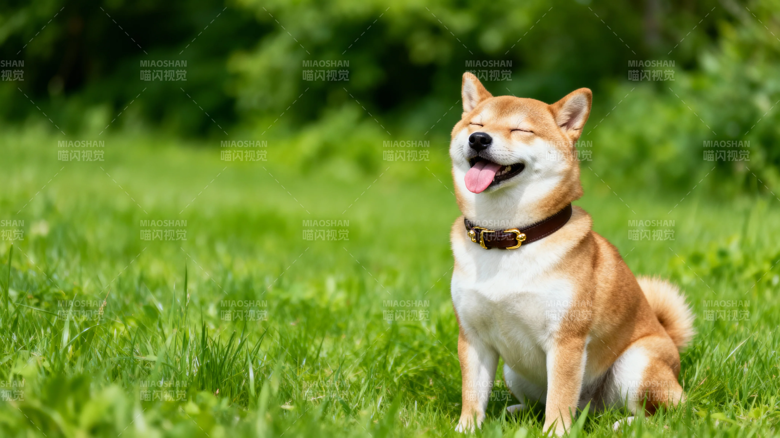 柴犬草地上开心微笑图片