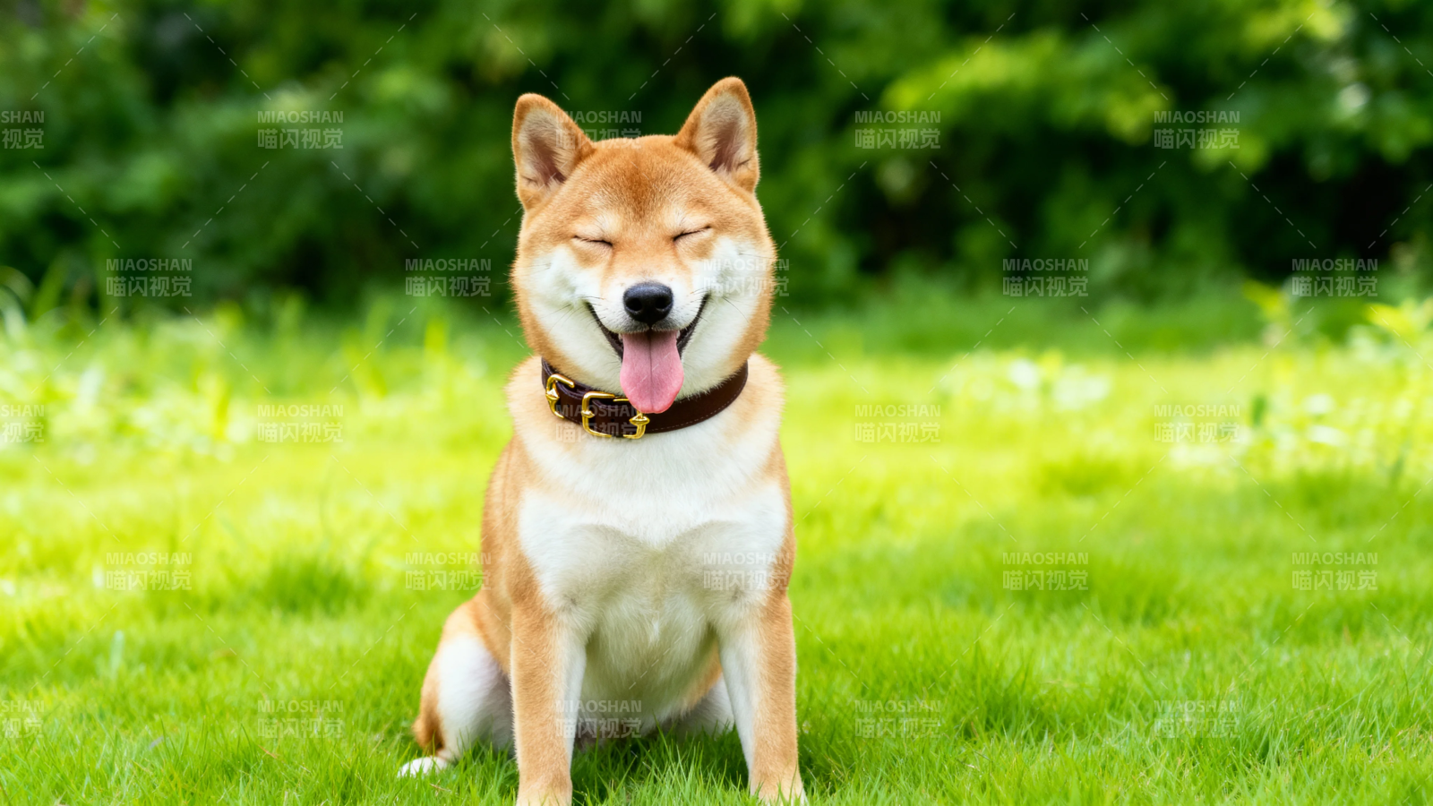 柴犬草地上开心吐舌笑图片