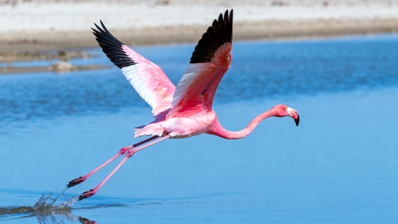 粉翼 flamingo 起飞瞬间图片