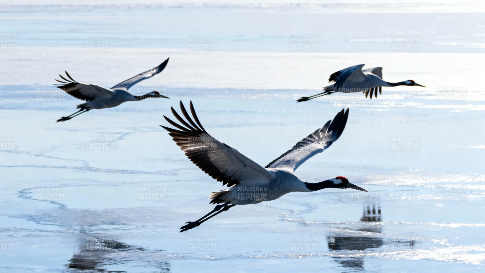 冰上鹤舞 三羽掠寒光图片