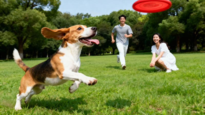人狗飞盘乐 绿野欢腾时图片