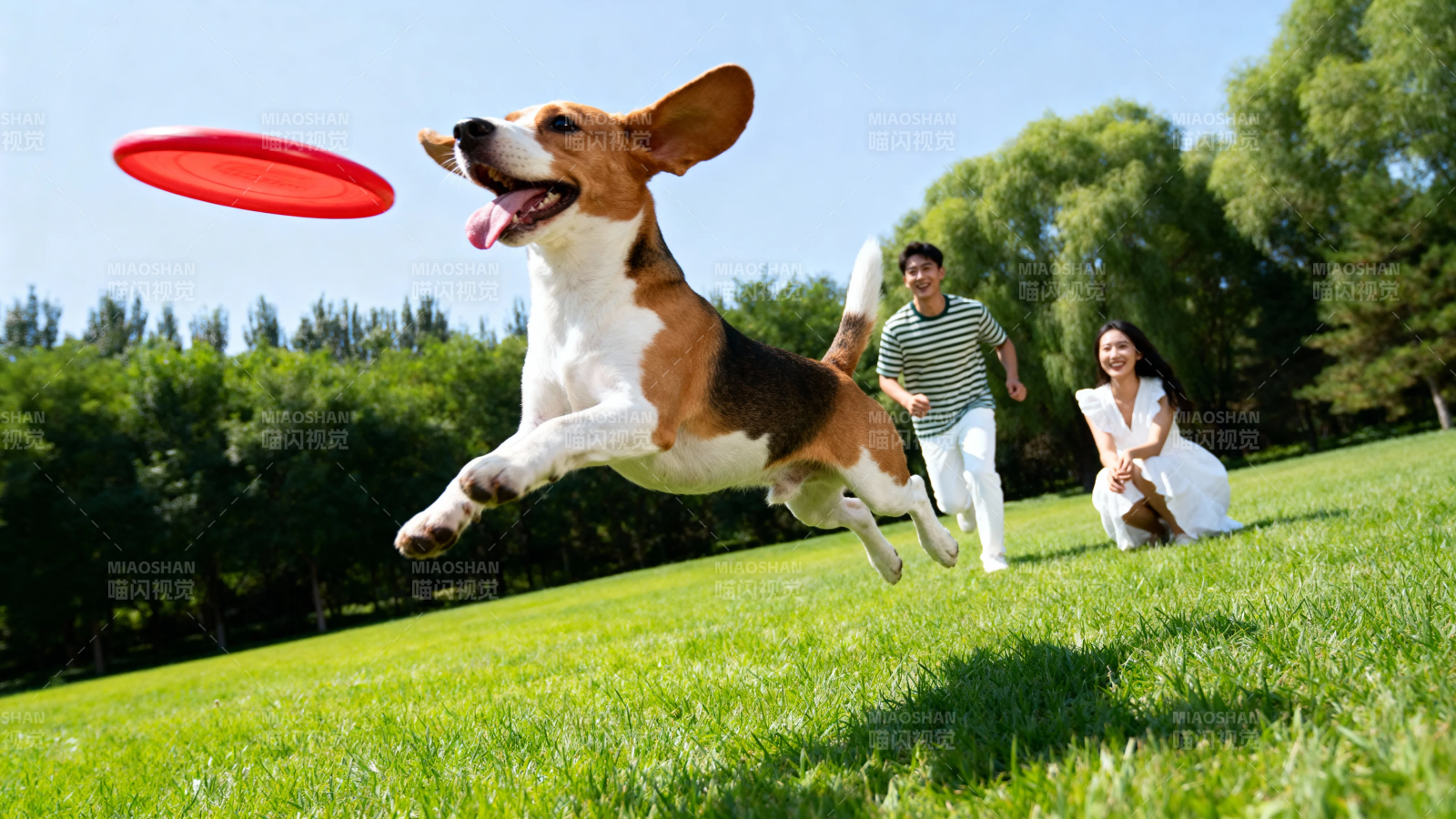狗狗跃起接飞盘 情侣欢笑相伴图片