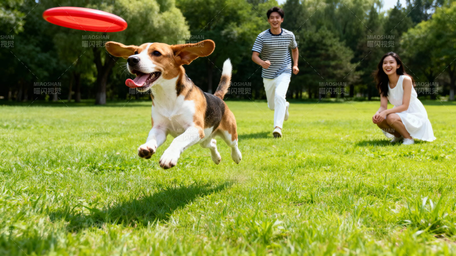 人狗嬉戏 飞盘乐翻天图片