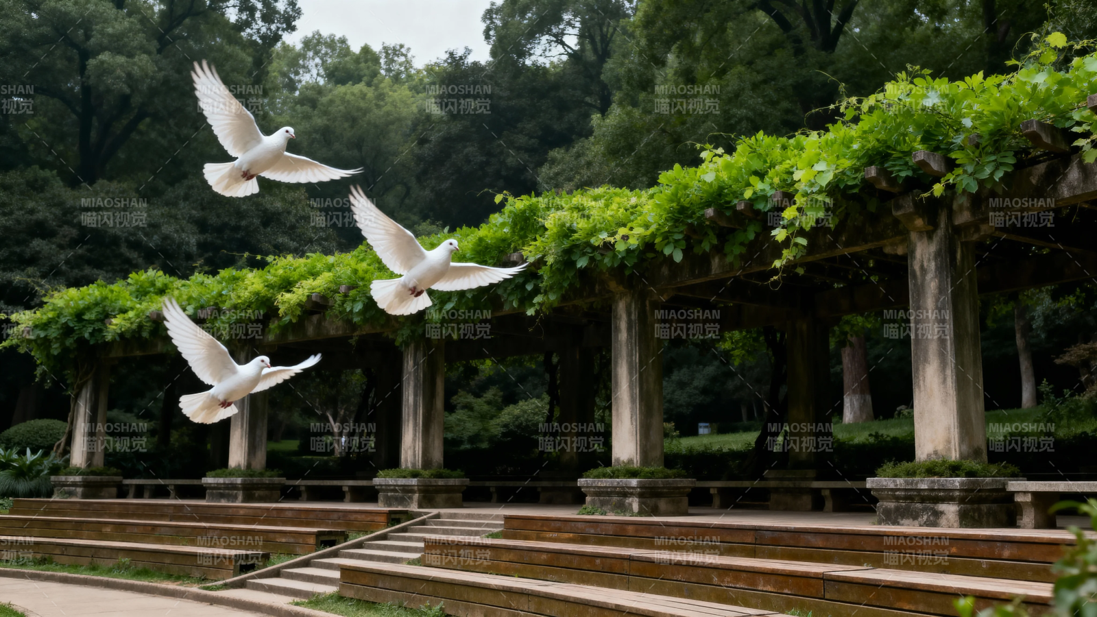 白鸽飞过绿藤长廊图片