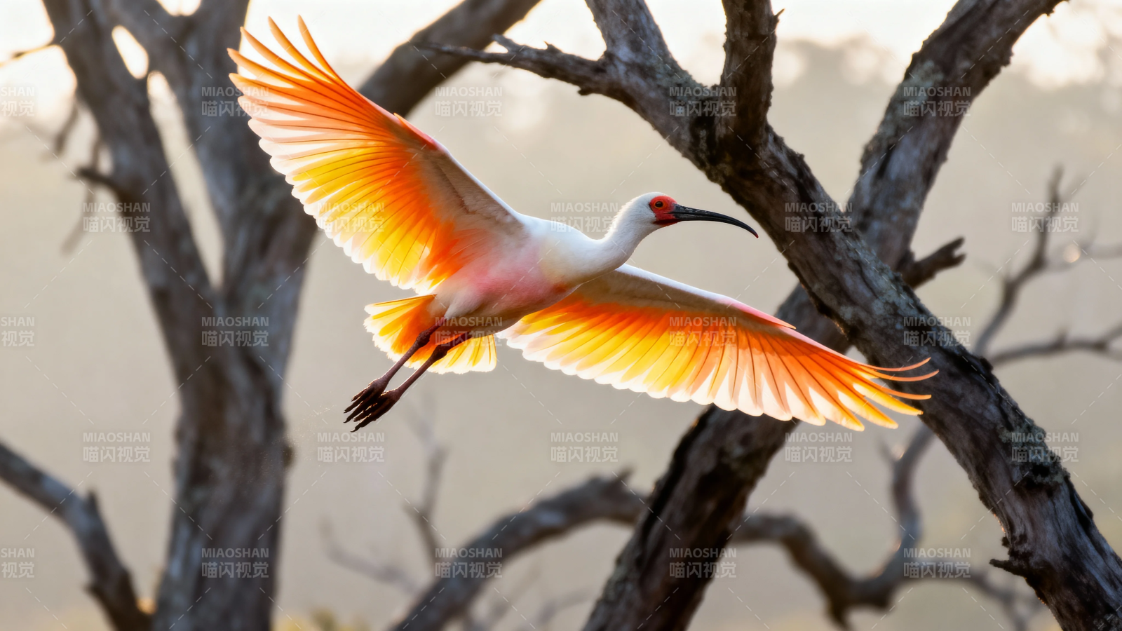 朱鹮展翅 霞光映羽飞图片