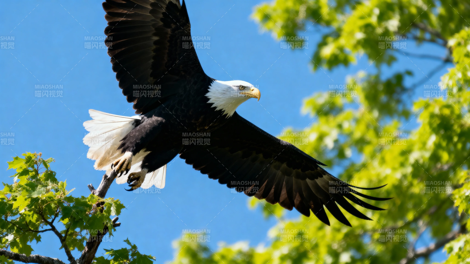 鹰击长空 展翅翱翔图片
