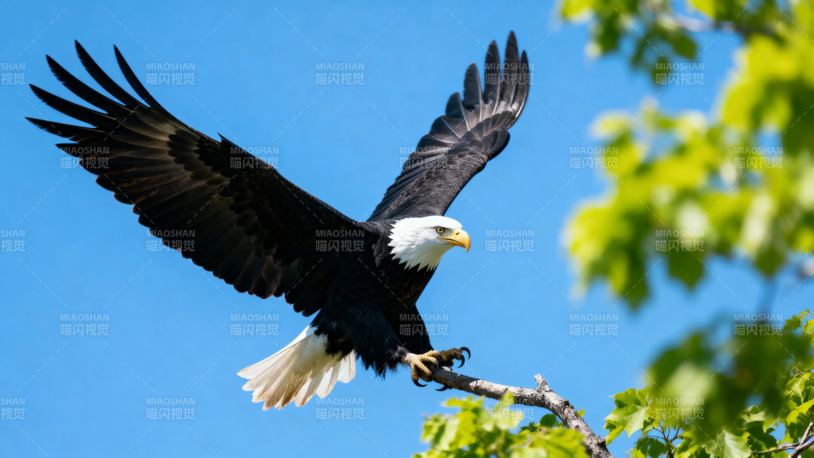 雄鹰展翅 蓝天绿树间翱翔图片