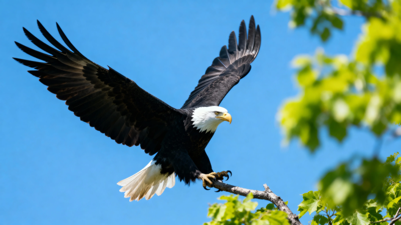雄鹰展翅 蓝天绿树间翱翔图片