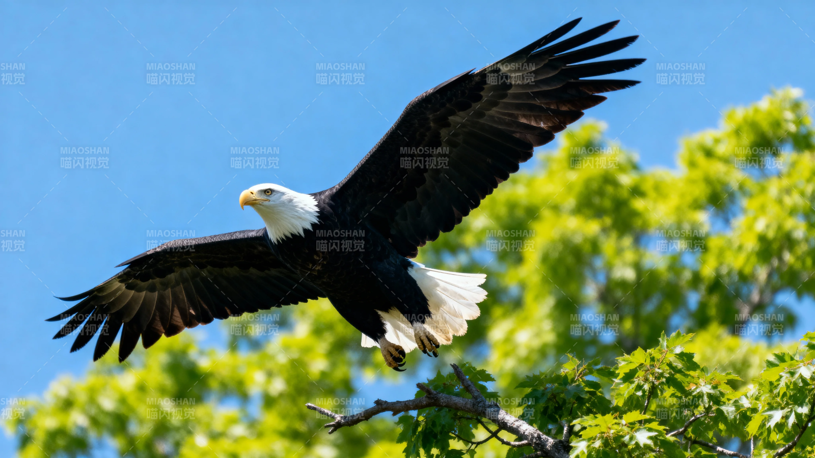 白鹰展翅 蓝天绿树间翱翔图片