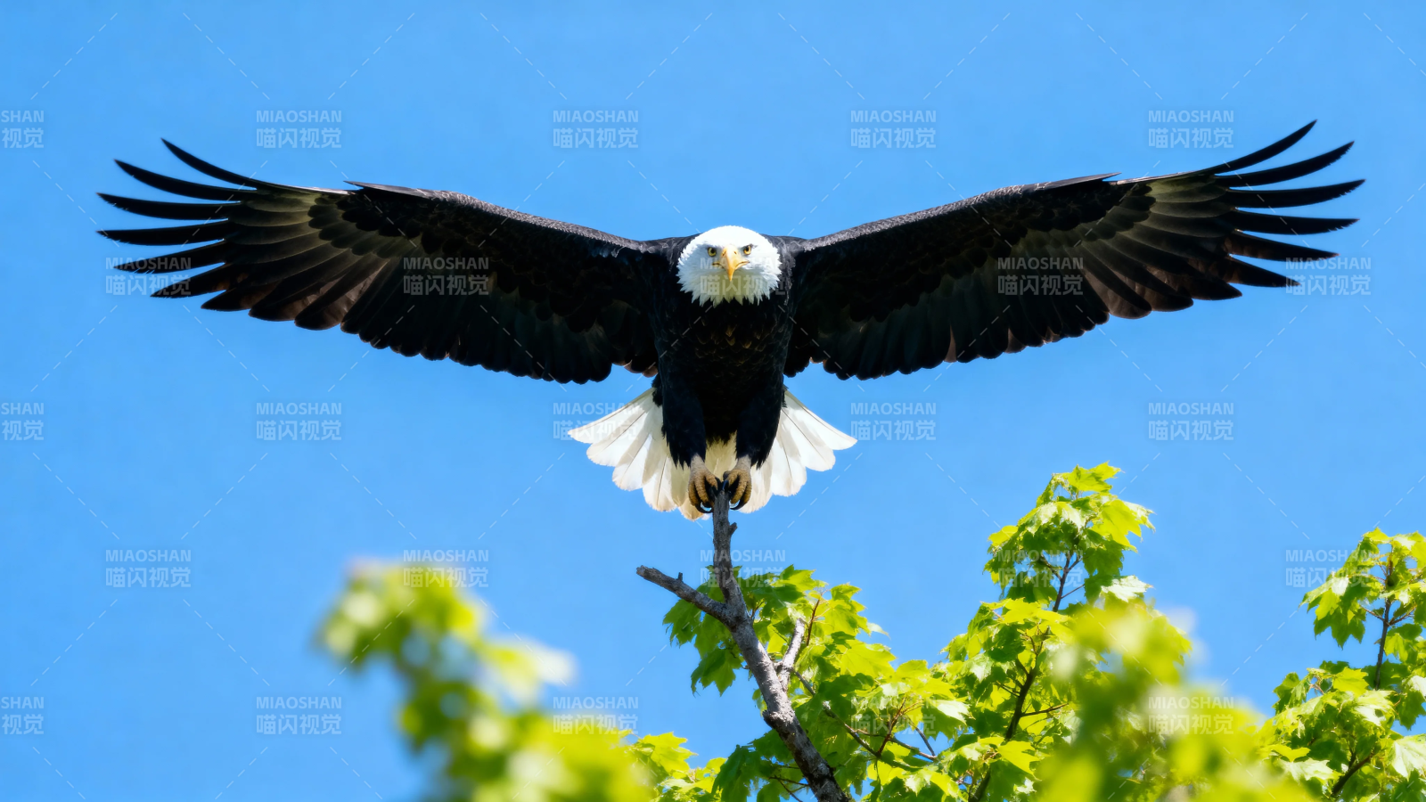 鹰击长空 展翅欲飞图片