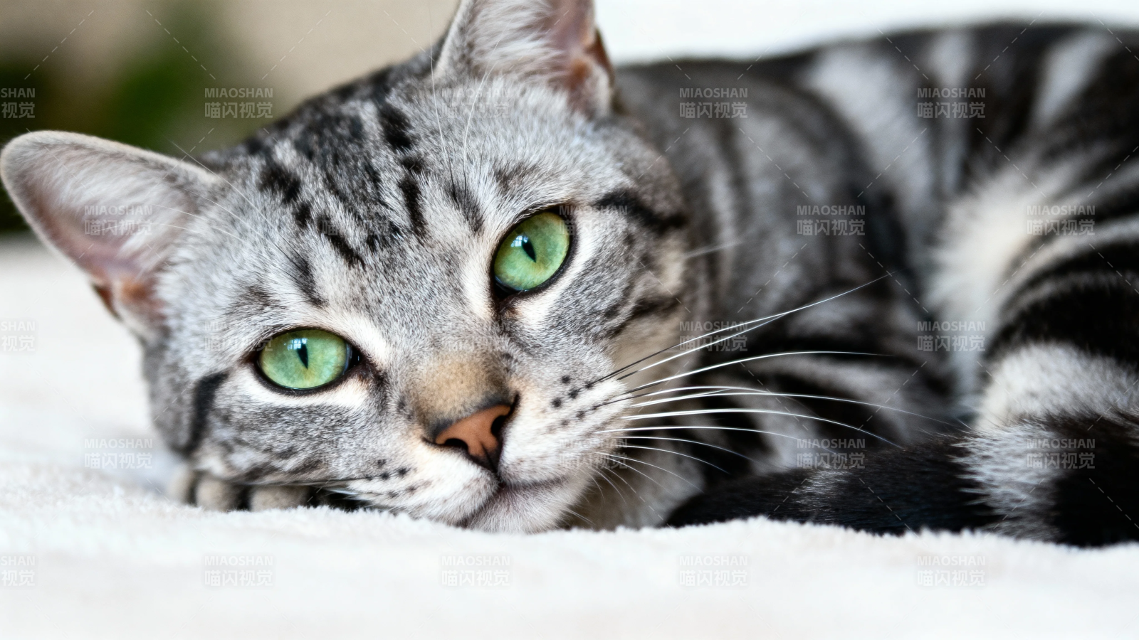 绿眼银虎斑猫慵懒躺卧图片