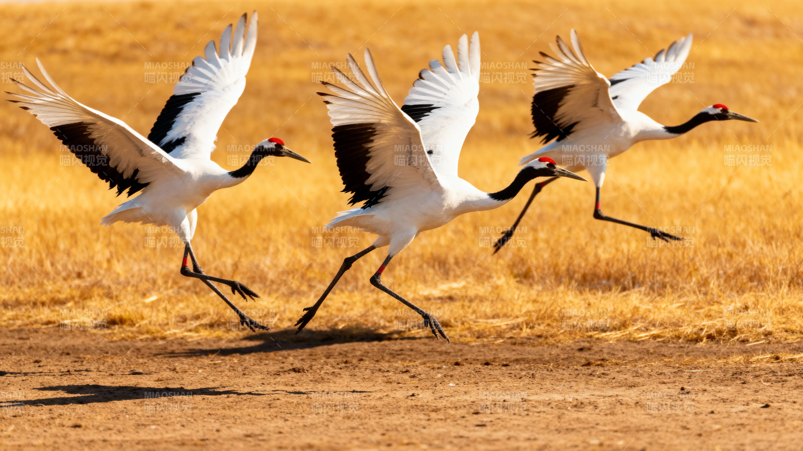 丹顶鹤展翅奔跑于金野图片