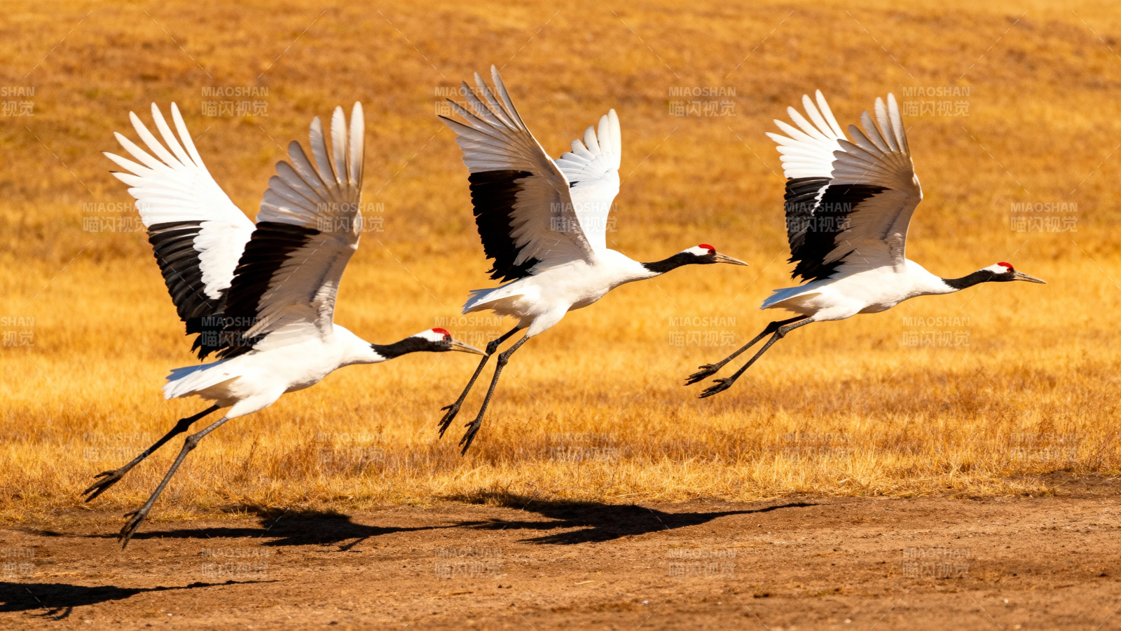 三鹤展翅飞越金草原图片