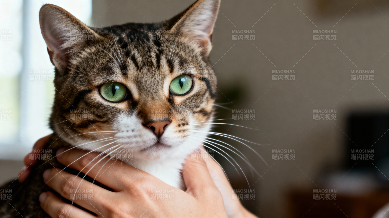 绿眼虎斑猫被温柔抚摸图片