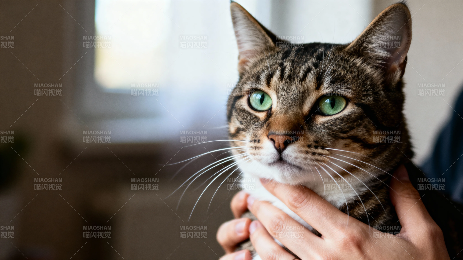 绿眼虎斑猫被温柔抚摸图片