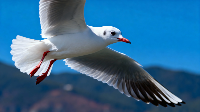 红嘴鸥展翅飞蓝天图片