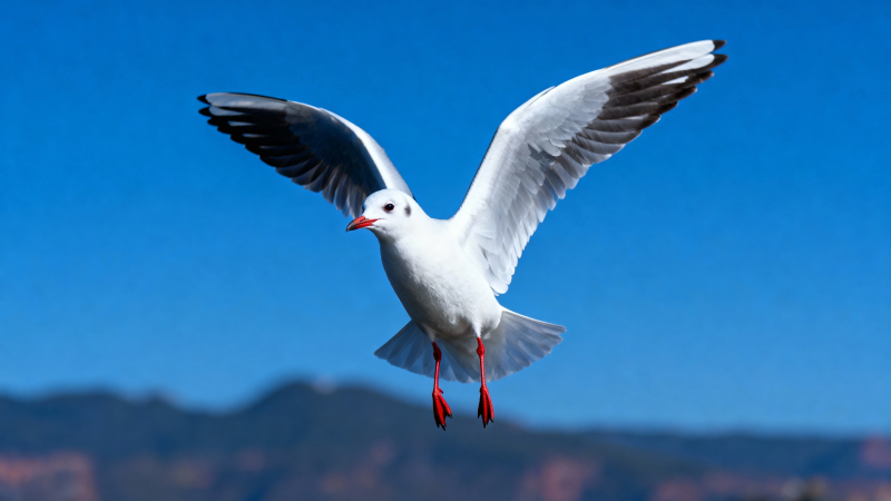 海鸥展翅蓝天飞图片