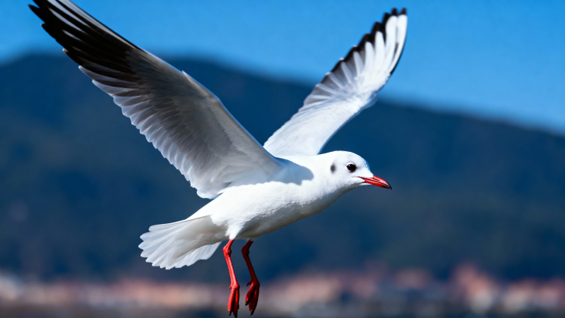 红嘴鸥展翅飞蓝天图片