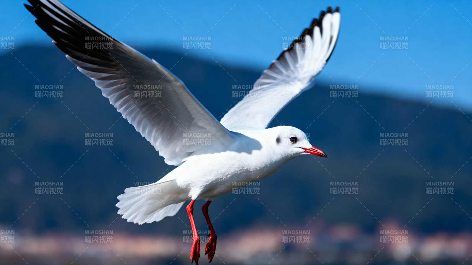 红嘴鸥展翅飞蓝天图片