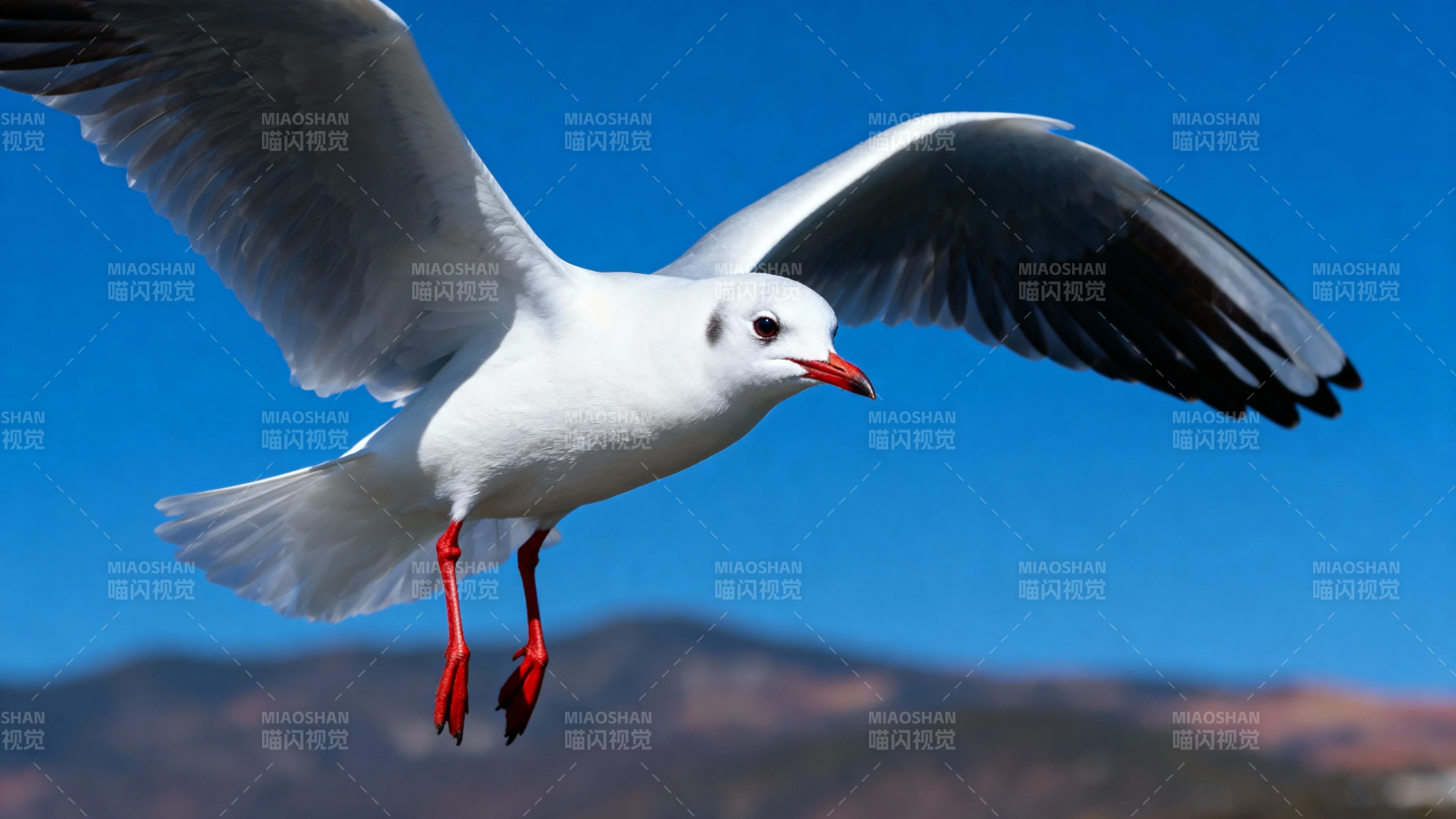 红嘴鸥展翅飞蓝天图片