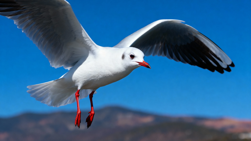 红嘴鸥展翅飞蓝天图片