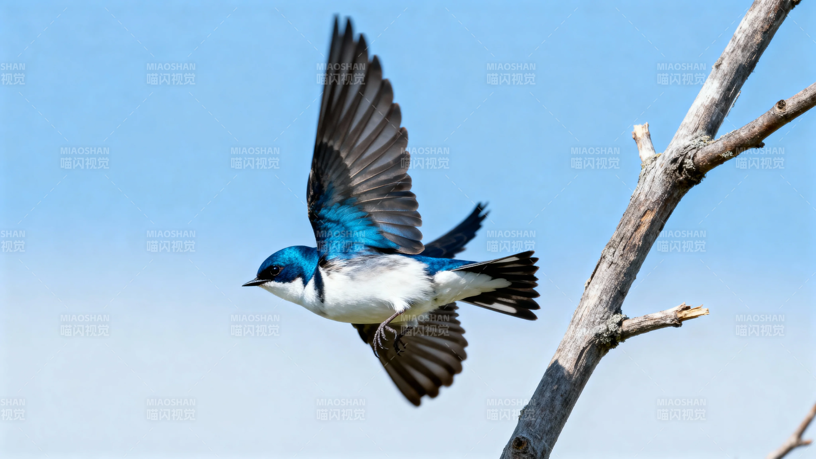 蓝白燕子展翅飞离枯枝图片