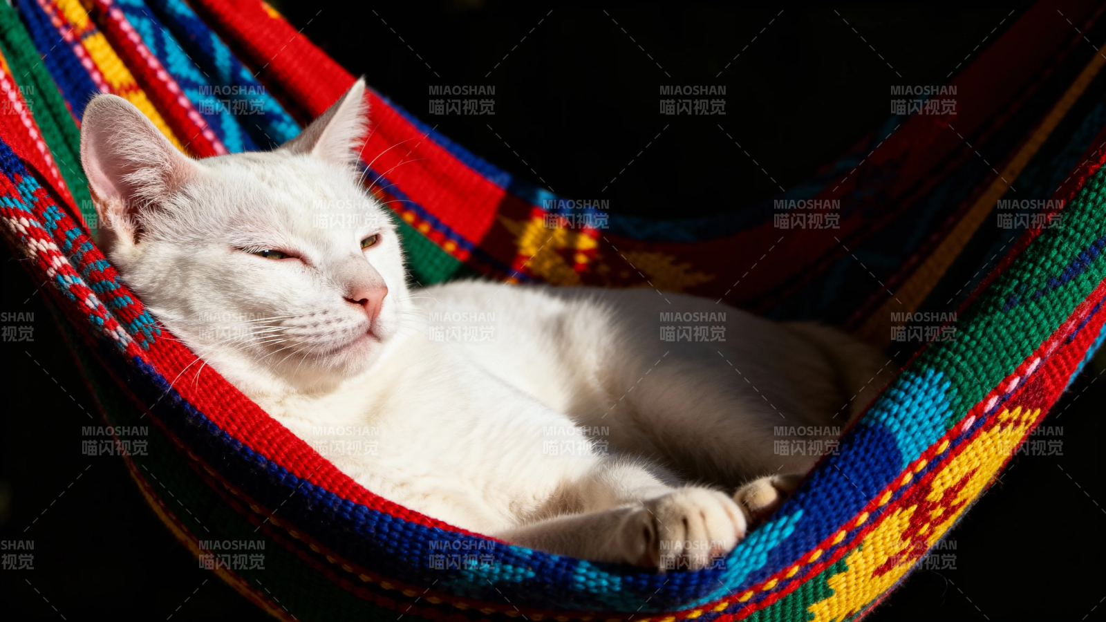 白猫彩吊床酣睡图片