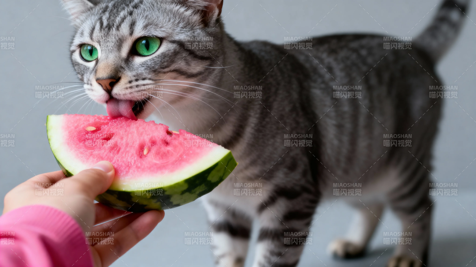 猫咪舔西瓜 萌趣十足图片