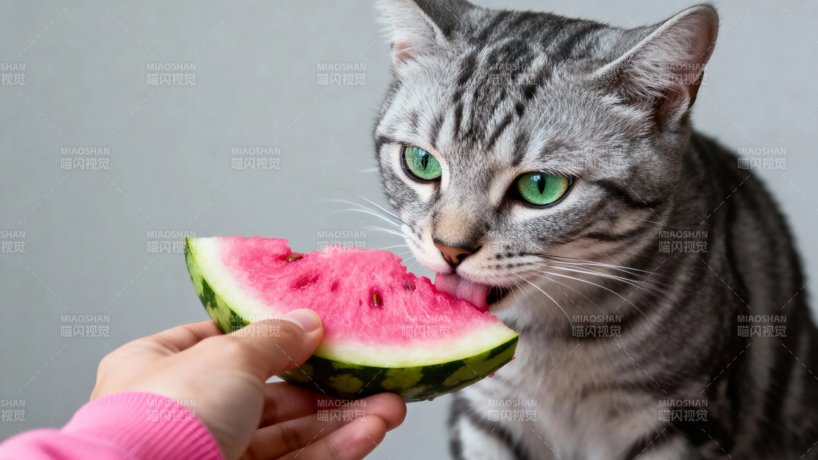 猫咪偷吃西瓜 萌翻了图片