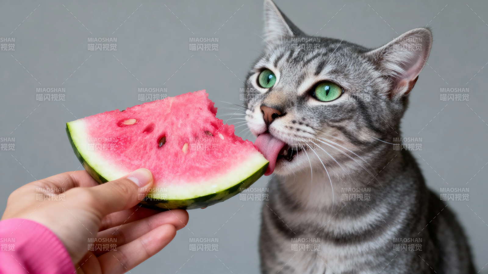 猫咪舔西瓜 萌态十足图片