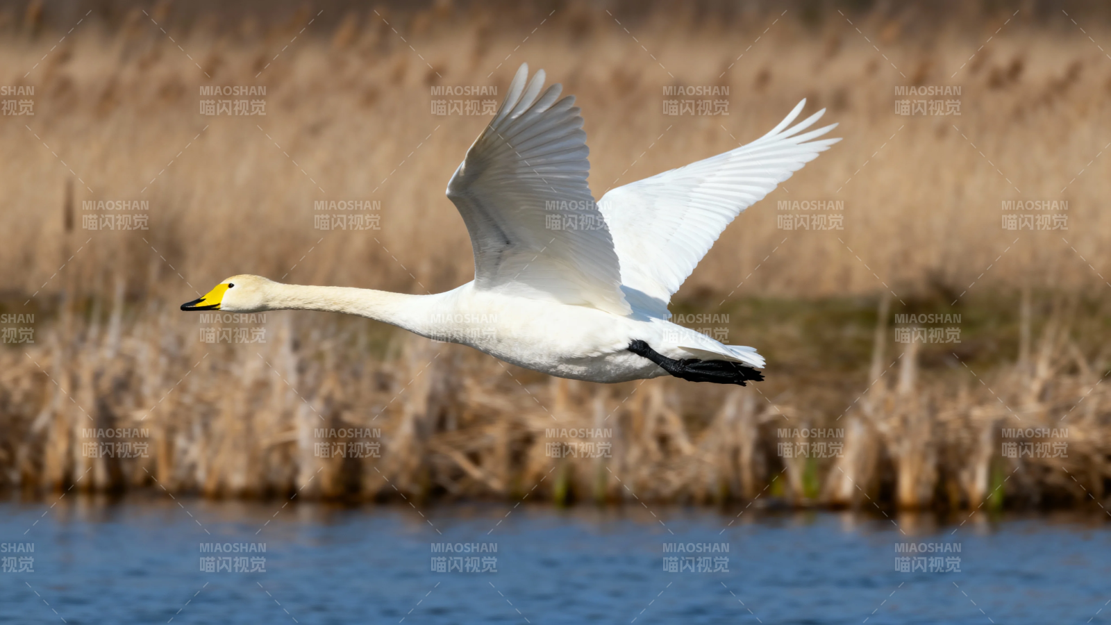 天鹅展翅掠过水面图片