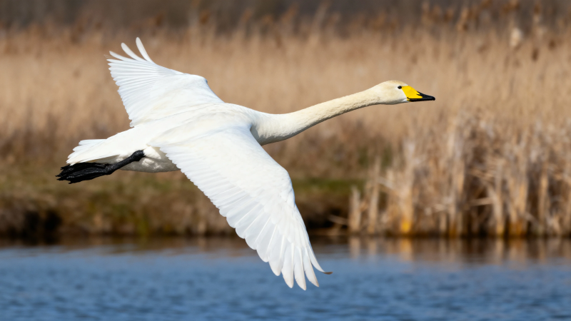 天鹅展翅掠水飞图片