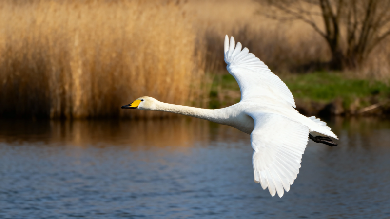 天鹅展翅掠水飞图片