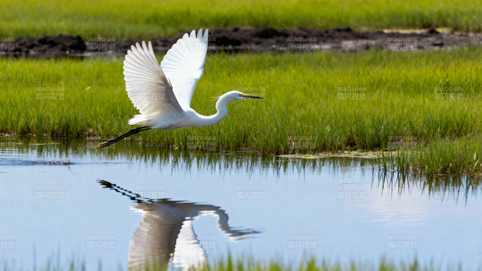 白鹭掠水 倒影如画图片
