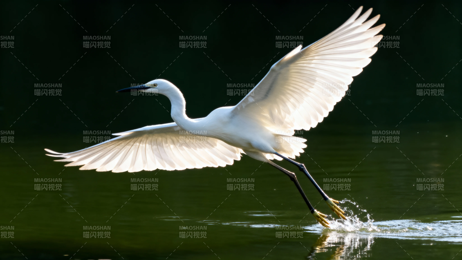 白鹭掠水展翅飞图片