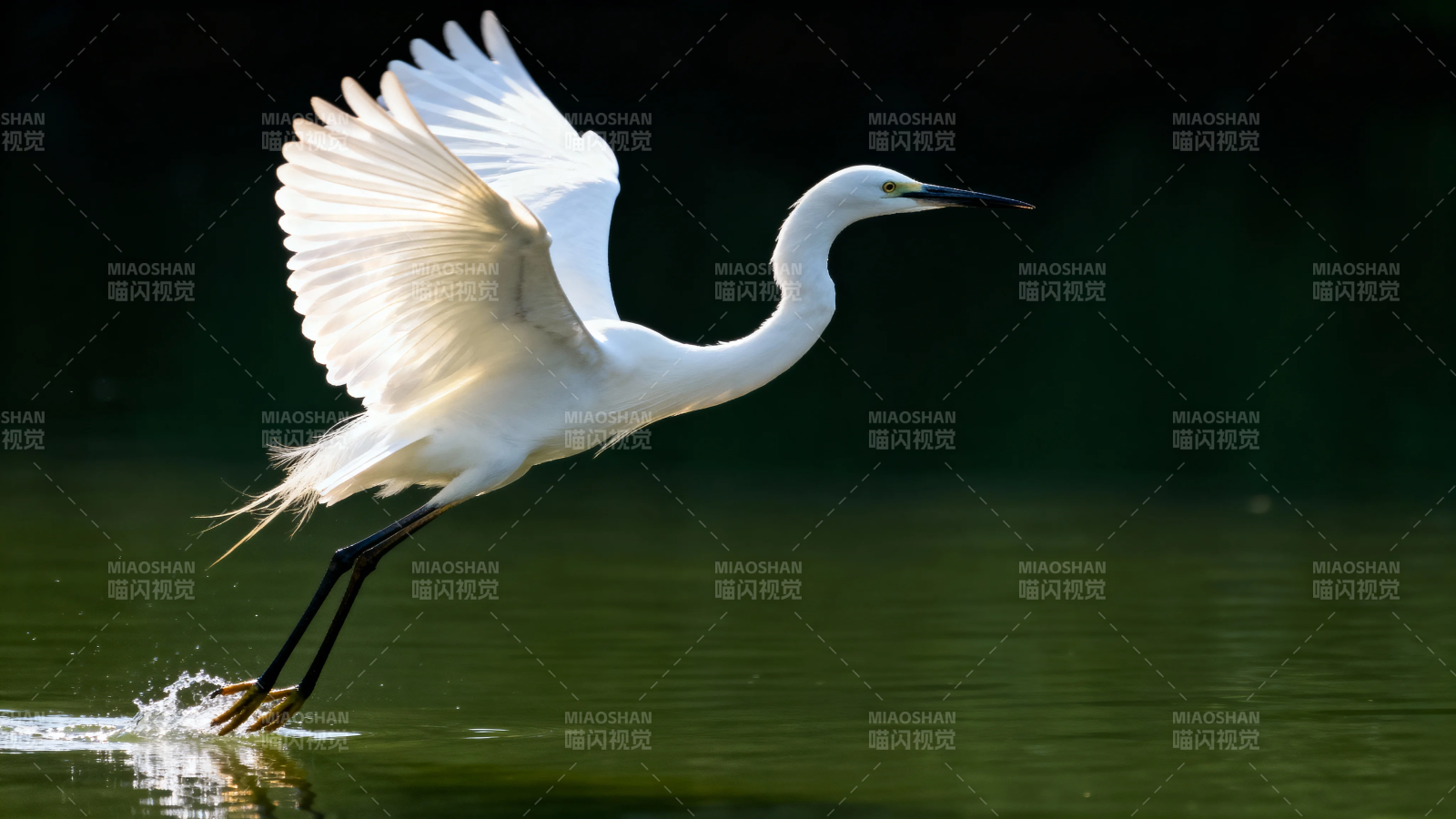 白鹭展翅掠水飞图片