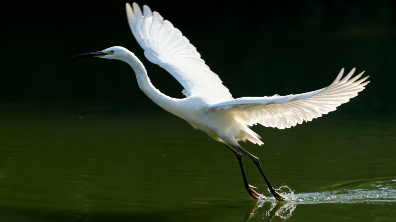白鹭展翅掠水飞图片