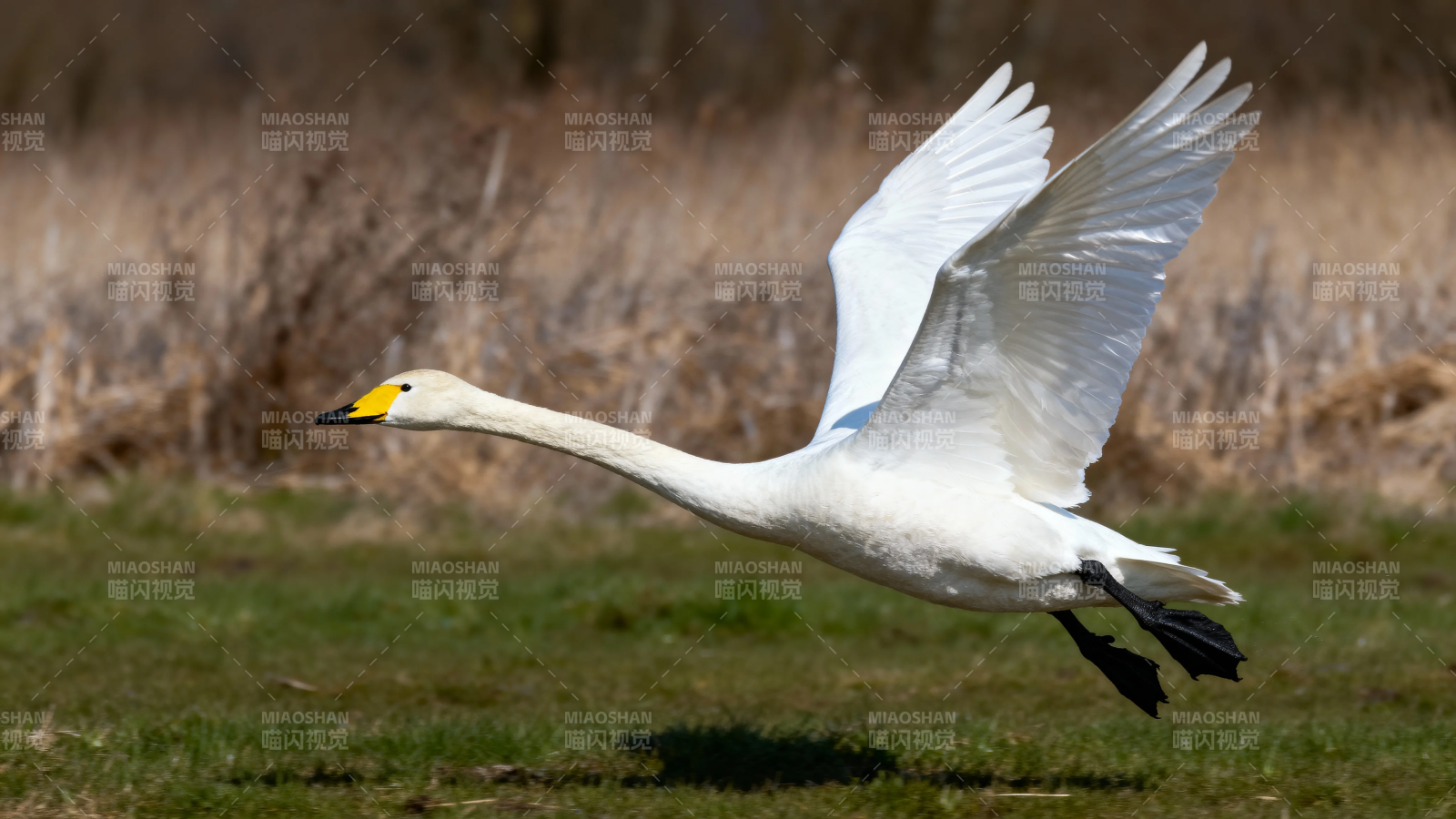 白鹅展翅飞掠草地图片