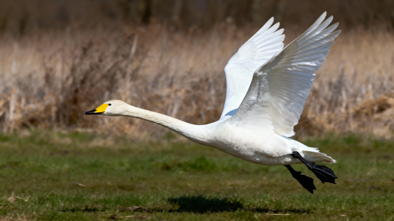 白鹅展翅飞掠草地图片